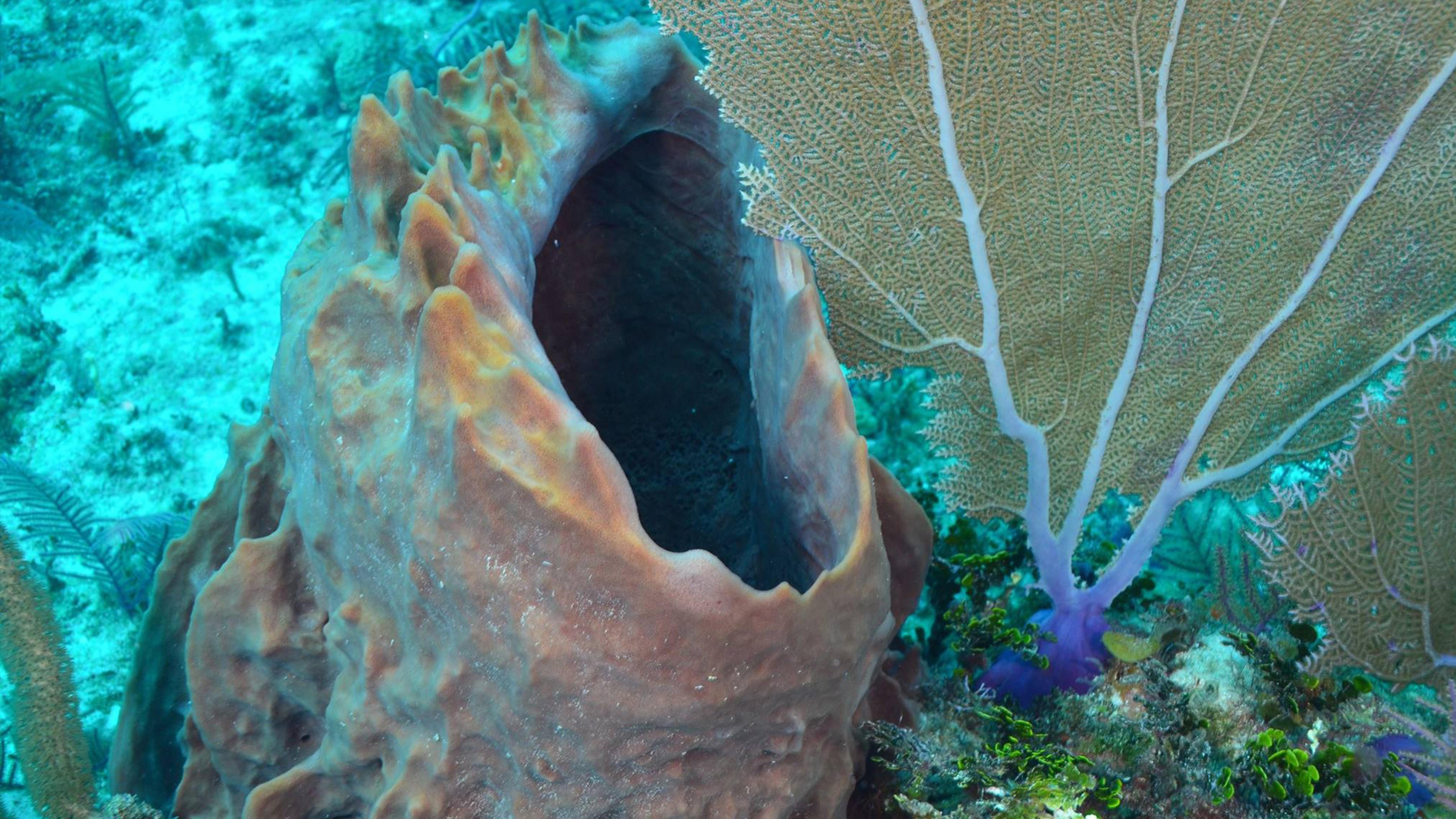 Sponges Oldest Creatures in the Sea?